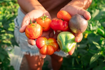 Cultivar tomates en casa - Festival del Tomate