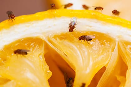 Las moscas de fruta o del desagüe suelen reproducirse en lugares húmedos o donde haya restos de comida